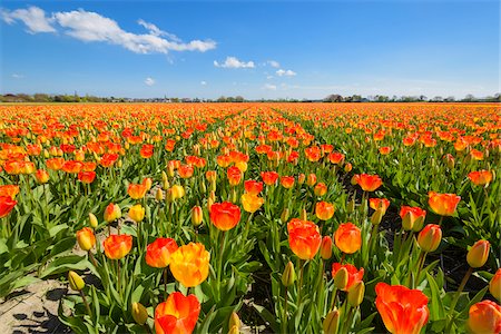 simsearch:600-03484615,k - View over Tulip Fields in Spring, Hillegom, South Holland, Netherlands Foto de stock - Sin royalties Premium, Código: 600-08865337
