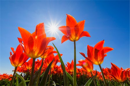 simsearch:600-03484615,k - Red Tulips with Sun in Spring, Abbenes, North Holland, Netherlands Foto de stock - Sin royalties Premium, Código: 600-08865333