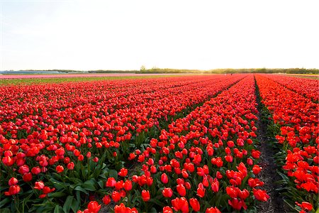 simsearch:600-03484615,k - View over Red Tulip Fields at Sunset in Spring, Ruigenhoek, South Holland, Netherlands Foto de stock - Sin royalties Premium, Código: 600-08865340