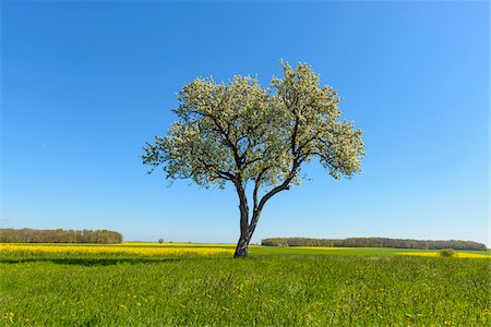 Blossoming Pear Tree in Spring, Lichtel, Baden-Wurttemberg, Germany Stock Photo - Premium Royalty-Free, Code: 600-08865364