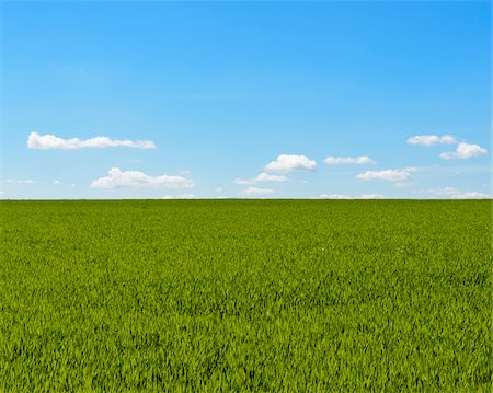 simsearch:600-07519302,k - Grainfield with Sky and Clouds in Spring, Baden-Wurttemberg, Germany Stock Photo - Premium Royalty-Free, Code: 600-08865365