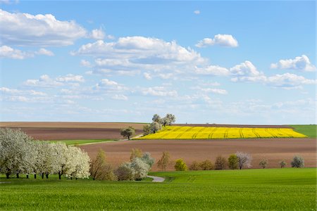 simsearch:600-07519302,k - Countryside with Flowering Fruit Trees in Spring, Schwarzenbronn, Baden-Wurttemberg, Germany Stock Photo - Premium Royalty-Free, Code: 600-08865368