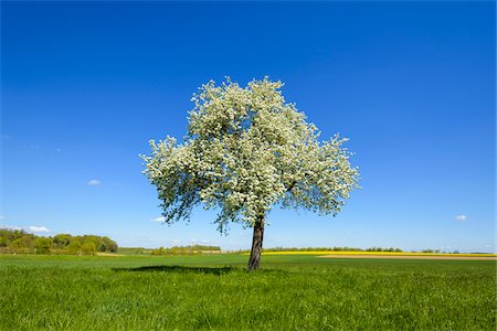 Blossoming Pear Tree in Meadow in Spring, Finsterlohr, Baden-Wurttemberg, Germany Stock Photo - Premium Royalty-Free, Code: 600-08865376