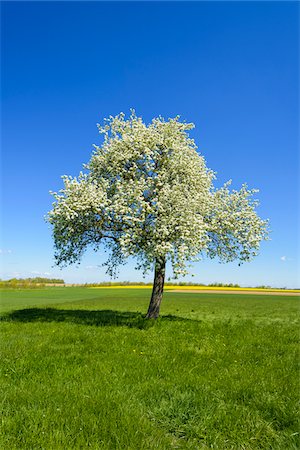 Blossoming Pear Tree in Meadow in Spring, Finsterlohr, Baden-Wurttemberg, Germany Stock Photo - Premium Royalty-Free, Code: 600-08865377