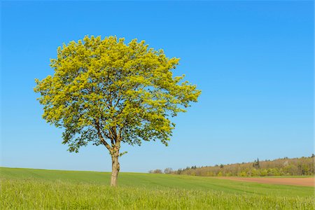 Maple Tree in Spring, Baden-Wurttemberg, Germany Stock Photo - Premium Royalty-Free, Code: 600-08865396