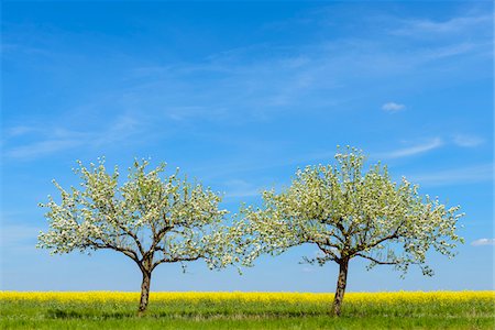 Blossoming Apple Trees in Spring, Bad Mergentheim, Baden-Wurttemberg, Germany Stock Photo - Premium Royalty-Free, Code: 600-08865399