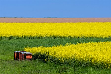 simsearch:6119-07451735,k - Bee Hives in Countryside with Canola Field in Spring, Birkenfeld, Franconia, Bavaria, Germany Stock Photo - Premium Royalty-Free, Code: 600-08865406
