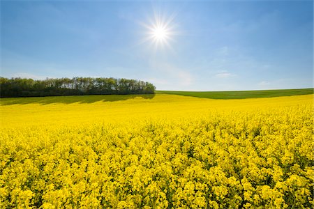 simsearch:600-08232277,k - Canola Field with Sun in Spring, Birkenfeld, Franconia, Bavaria, Germany Stock Photo - Premium Royalty-Free, Code: 600-08865402