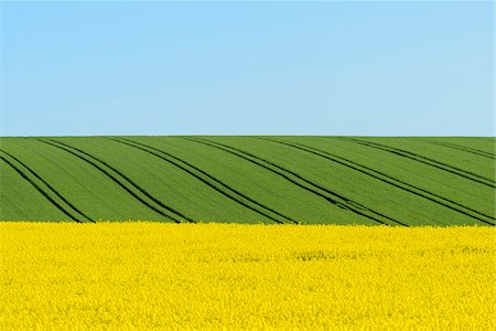 simsearch:600-08232277,k - Countryside with Canola and Grain Fields in Spring, Birkenfeld, Franconia, Bavaria, Germany Stock Photo - Premium Royalty-Free, Code: 600-08865403