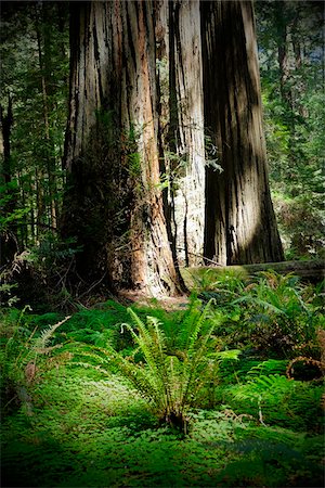 simsearch:841-07201608,k - Close-up of redwood tree trunks and vegetation on forest floor in Northern California, USA Photographie de stock - Premium Libres de Droits, Code: 600-08945821