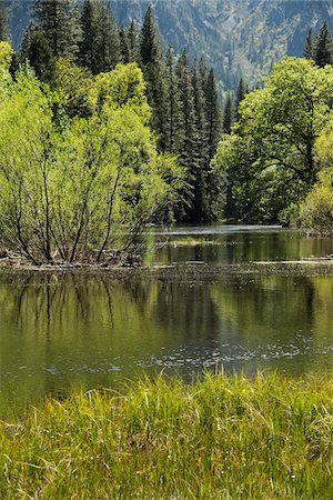 Sunny day along the Merced River in Yosemite National Park in California, USA Foto de stock - Sin royalties Premium, Código: 600-08945834