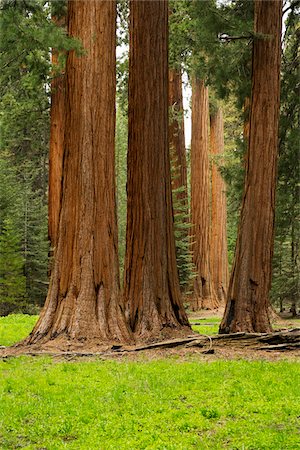 encuadrado - Sequoia trees in the forest in Northern California, USA Foto de stock - Sin royalties Premium, Código: 600-08945838