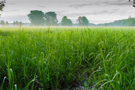 simsearch:700-03685769,k - Close-up of grass in wetland landscape in springtime with morning mist in Hesse, Germany Stock Photo - Premium Royalty-Free, Code: 600-08945856