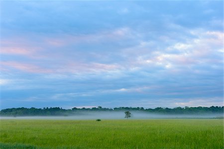 simsearch:600-03738931,k - Field in springtime with lone tree and mist in the early morning in Hesse, Germany Stock Photo - Premium Royalty-Free, Code: 600-08945853