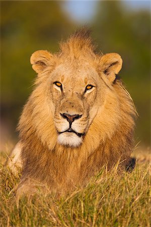 Portrait of an African lion (Panthera leo) lying in the grass and looking at the camera at Okavango Delta in Botswana, Africa Foto de stock - Sin royalties Premium, Código: 600-08973246