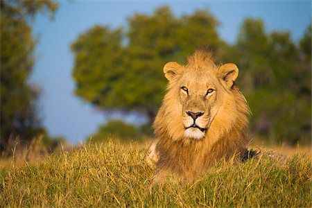 simsearch:700-08542801,k - Portrait of an African lion (Panthera leo) lying in the grass and looking at the camera at Okavango Delta in Botswana, Africa Stock Photo - Premium Royalty-Free, Code: 600-08973247