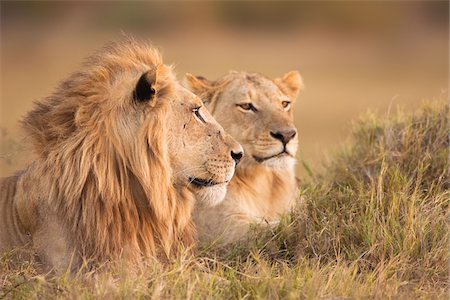 simsearch:700-02659799,k - African lion and lioness (Panthera leo) lying in the grass at Okavango Delta in Botswana, Africa Stock Photo - Premium Royalty-Free, Code: 600-08973242