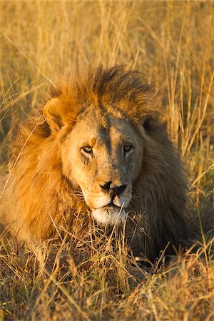 Portrait of an African lion (Panthera leo) lying in the grass looking into the distance at the Okavango Delta in Botswana, Africa Stock Photo - Premium Royalty-Free, Code: 600-08973256