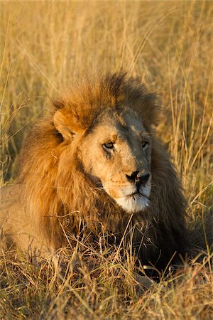simsearch:700-02659799,k - Portrait of an African lion (Panthera leo) lying in the grass looking into the distance at the Okavango Delta in Botswana, Africa Stock Photo - Premium Royalty-Free, Code: 600-08973257