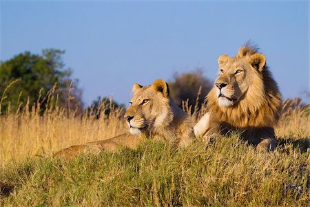 simsearch:700-02659799,k - African lion and lioness (Panthera leo) lying in the grass together looking into the distance at Okavango Delta in Botswana, Africa Stock Photo - Premium Royalty-Free, Code: 600-08973251