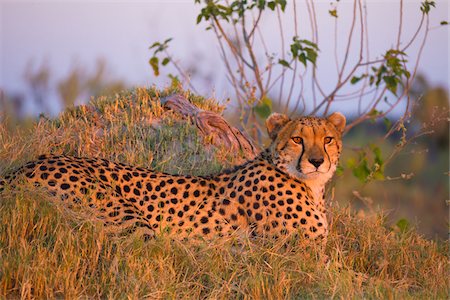 simsearch:400-05716374,k - Portrait of cheetah (Acinonyx jubatus) lying in the grass at the Okavango Delta in Botswana, Africa Stock Photo - Premium Royalty-Free, Code: 600-08973265
