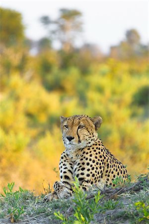 simsearch:600-07760219,k - Portrait of a cheetah (Acinonyx jubatus) lying in the ground looking into the distnace at the Okavango Delta in Botswana, Africa Stock Photo - Premium Royalty-Free, Code: 600-08973269