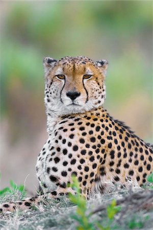 simsearch:600-07760219,k - Portrait of a cheetah (Acinonyx jubatus) lying on the ground looking at the camera at the Okavango Delta in Botswana, Africa Stock Photo - Premium Royalty-Free, Code: 600-08973275