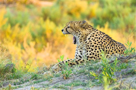 simsearch:700-08542801,k - Cheetah (Acinonyx jubatus) lying on the ground yawning at the Okavango Delta in Botswana, Africa Stock Photo - Premium Royalty-Free, Code: 600-08973271