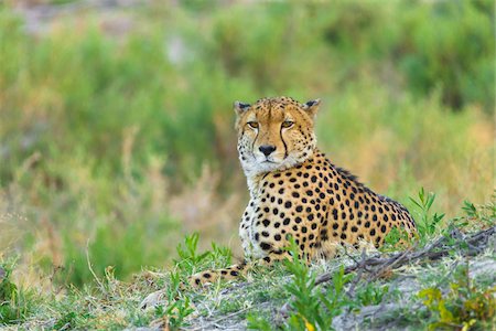 simsearch:600-07760219,k - Portrait of a cheetah (Acinonyx jubatus) lying on the ground looking at the camera in the Okavango Delta in Botswana, Africa Stock Photo - Premium Royalty-Free, Code: 600-08973273