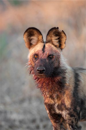 simsearch:700-02659799,k - Portrait of a wild dog (Lycaon pictus) looking at the camera after feedng at the Okavango Delta in Botswana, Africa Stock Photo - Premium Royalty-Free, Code: 600-08973286
