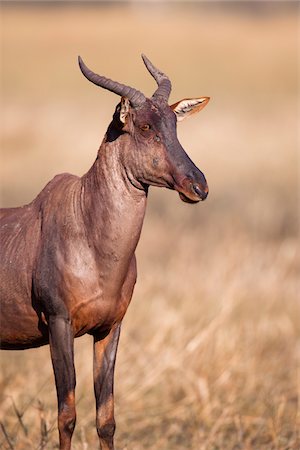 simsearch:700-02659799,k - Portrait of a Topi or Tsessebe (Damaliscus lunatus) standing in the grass at the Okavango Delta in Botswana, Africa Stock Photo - Premium Royalty-Free, Code: 600-08973314
