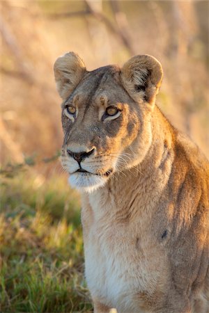simsearch:700-02659799,k - Portrait of an African lion (Panthera leo) in the Okavango Delta in Botswana, Africa Stock Photo - Premium Royalty-Free, Code: 600-08973311