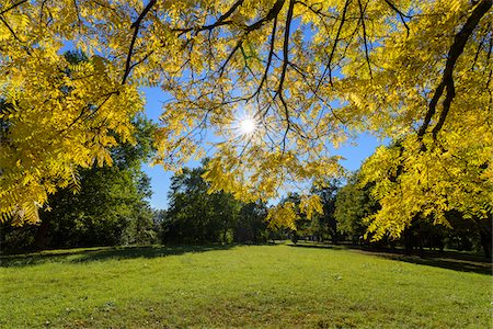 A field with sun shining through ash tree (Fraxinus) leaves in autumn in Bavaria, Germany Stock Photo - Premium Royalty-Free, Code: 600-08973366