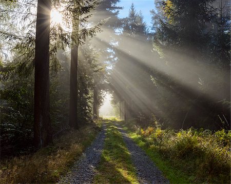 promenade dans les bois - Forest path with morning mist and sun beams in the Odenwald hills in Hesse, Germany Photographie de stock - Premium Libres de Droits, Code: 600-08973376