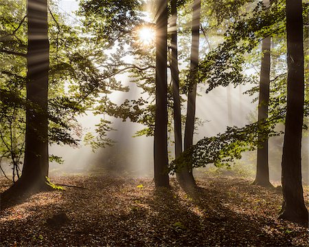 starburst - Forest in the morning with sun rays through the haze in the Odenwald hills in Hesse, Germany Stock Photo - Premium Royalty-Free, Code: 600-08973378