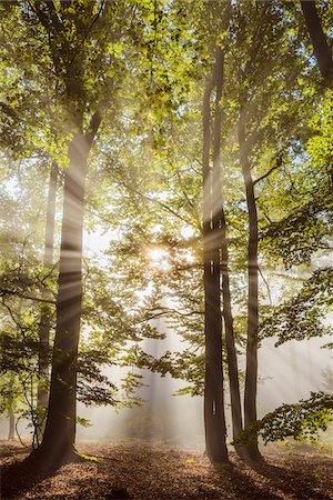simsearch:846-05646687,k - Forest in the morning with sun rays through the haze in the Odenwald hills in Hesse, Germany Stock Photo - Premium Royalty-Free, Code: 600-08973379