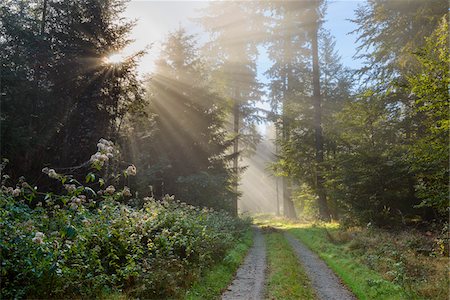 summer light - Forest path with morning mist and sun beams in the Odenwald hills in Hesse, Germany Stock Photo - Premium Royalty-Free, Code: 600-08973373