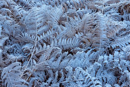 simsearch:600-07784413,k - Close-up of eagle ferns in autumn covered with rime in the Odenwald hills in Bavaria, Germany Stock Photo - Premium Royalty-Free, Code: 600-08973394