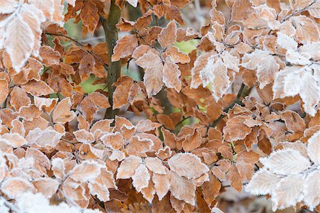 simsearch:600-03762602,k - Close-up of beech tree leaves in autumn covered with rime in the Odenwald hills in Bavaria, Germany Stock Photo - Premium Royalty-Free, Code: 600-08973395