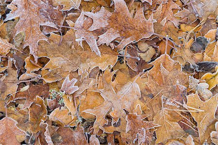simsearch:600-07784413,k - Close-up of oak tree leaves in autumn covered with rime in the Odenwald hills in Bavaria, Germany Stock Photo - Premium Royalty-Free, Code: 600-08973396
