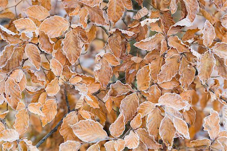 simsearch:600-07848052,k - Close-up of beech tree leaves in autumn covered with rime in the Odenwald hills in Bavaria, Germany Stock Photo - Premium Royalty-Free, Code: 600-08973397