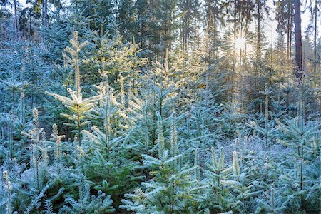 simsearch:649-06432787,k - Coniferous forest with hoarfrost and sun shining through the trees in the Odenwald hills in Bavaria, Germany Stock Photo - Premium Royalty-Free, Code: 600-08973392