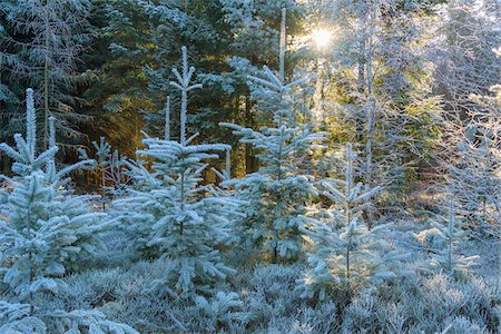 simsearch:649-06432787,k - Coniferous forest with hoarfrost and sun shining through the trees in the Odenwald hills in Bavaria, Germany Stock Photo - Premium Royalty-Free, Code: 600-08973393