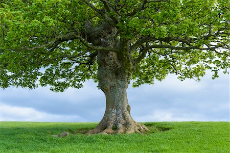 simsearch:649-06432787,k - Close-up of Oak tree trunk in spring in Scotland, United Kingdom Stock Photo - Premium Royalty-Free, Code: 600-08973405