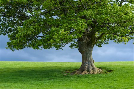 simsearch:649-06432787,k - Oak tree on grassy field in spring in Scotland, United Kingdom Stock Photo - Premium Royalty-Free, Code: 600-08973406