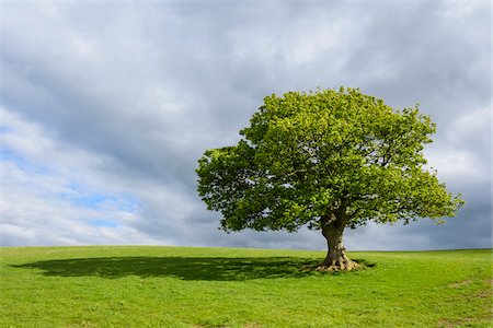 emerald green - Oak tree on grassy field in spring in Scotland, United Kingdom Stock Photo - Premium Royalty-Free, Code: 600-08973403