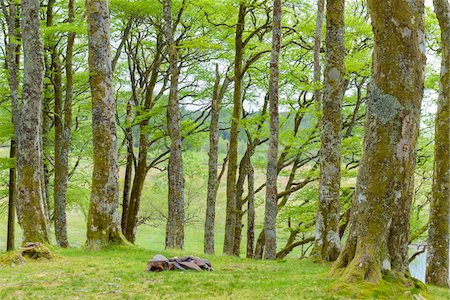 simsearch:649-07560533,k - Small beech forest at Loch Awe in Scotland, United Kingdom Photographie de stock - Premium Libres de Droits, Code: 600-08973418