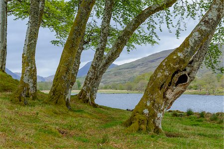 simsearch:649-07560533,k - Small beech forest at the edge of a lake at Loch Awe in Scotland, United Kingdom Stock Photo - Premium Royalty-Free, Code: 600-08973419