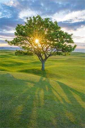 simsearch:600-08945860,k - Sun shining through a maple tree on a golf course on the coast at sunset at North Berwick in Scotland, United Kingdom Stock Photo - Premium Royalty-Free, Code: 600-08973413