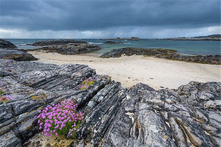 simsearch:700-05803759,k - Scottish coast with dark cloudy sky and Sea Pink flowers (Armeria maritima) growing along the rocky shoreline in spring at Mallaig in Scotland, United Kingdom Stock Photo - Premium Royalty-Free, Code: 600-08973466